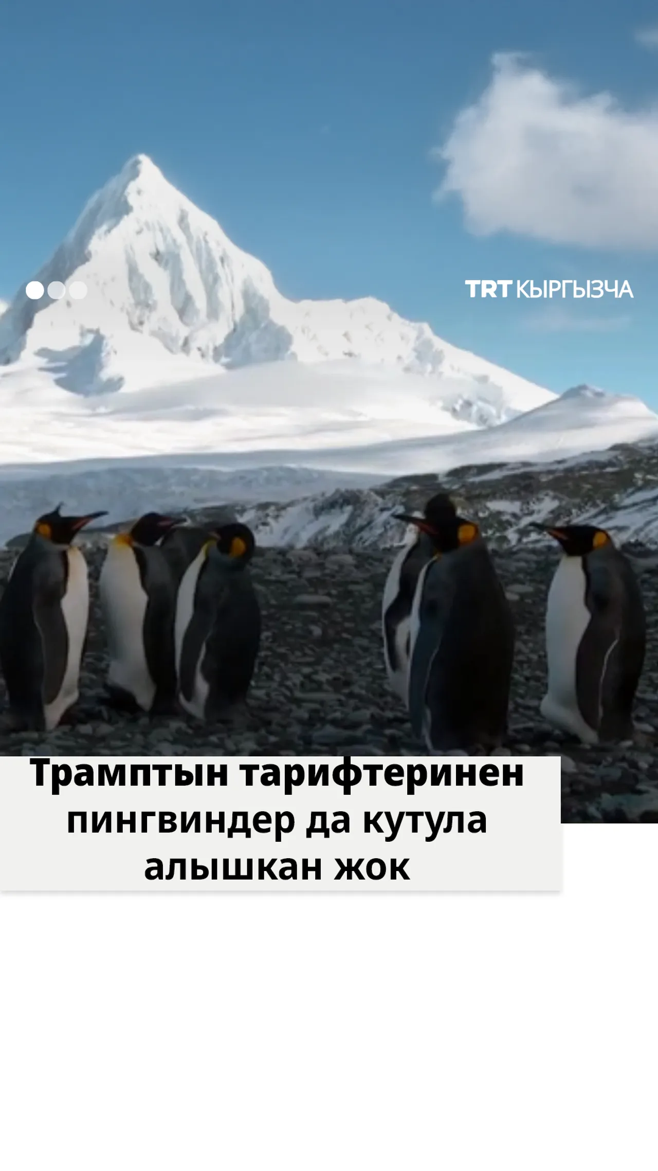 Пингвиндерге таасир эткен Трамптын тарифтери...